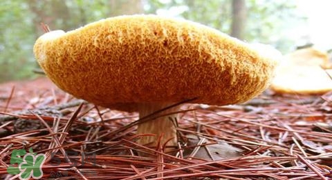 猴頭菇怎樣吃治胃?。亢镱^菇能治胃病嗎？