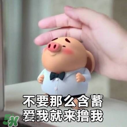 豬小屁表情包是什么？豬小屁表情包為什么這么火？