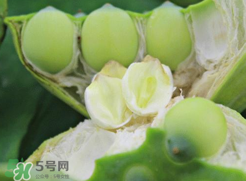 蓮蓬可以泡水喝嗎？蓮蓬泡水的功效與作用
