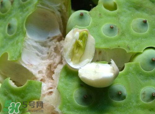 蓮蓬可以泡水喝嗎？蓮蓬泡水的功效與作用