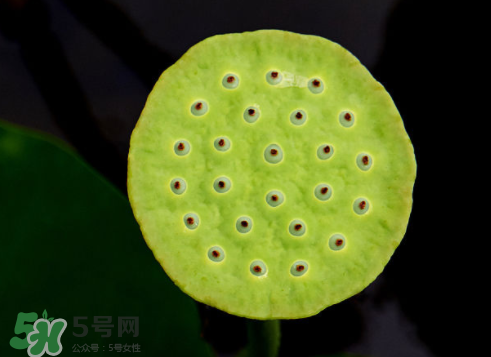 吃蓮蓬長胖嗎？吃蓮蓬會胖嗎？