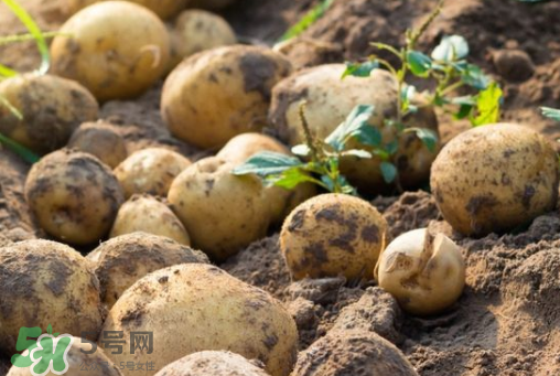 7月份能種土豆嗎？土豆7月怎樣種植？