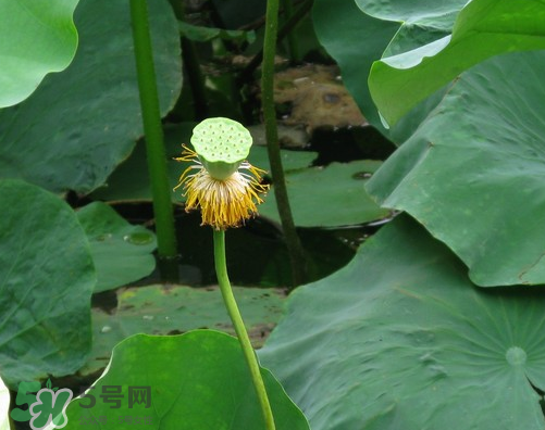 蓮蓬是什么樣子？蓮蓬是怎么長(zhǎng)出來(lái)的？