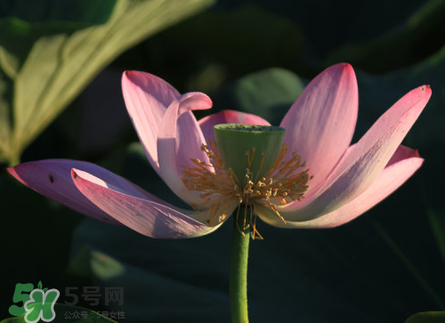 蓮蓬是什么樣子？蓮蓬是怎么長(zhǎng)出來(lái)的？