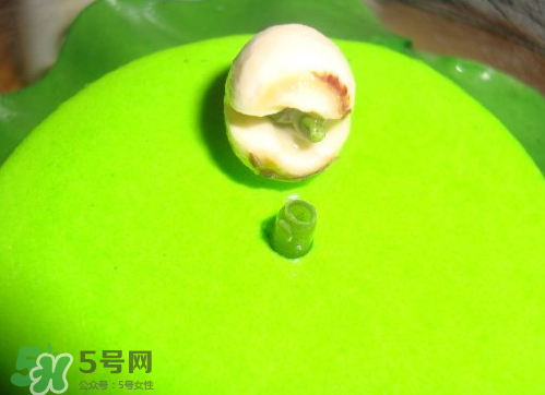 新鮮蓮子可以種嗎？新鮮蓮子能種出荷花嗎？