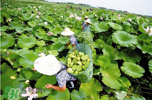 新鮮蓮子可以種嗎？新鮮蓮子能種出荷花嗎？
