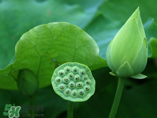 新鮮蓮蓬可以去胎毒嗎？蓮蓬煮水可以去胎毒嗎？