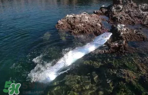皇帶魚吃什么？皇帶魚吃人嗎？