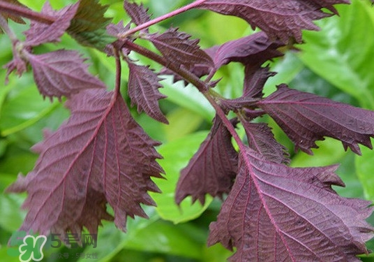紫蘇是什么植物？紫蘇是發(fā)物嗎？
