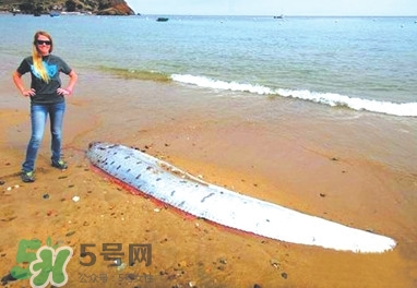 皇帶魚(yú)好吃嗎？皇帶魚(yú)和帶魚(yú)的區(qū)別