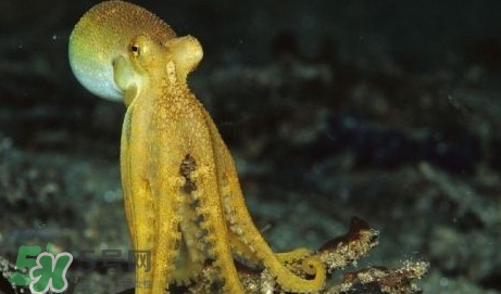 八帶魚怎么洗？八爪魚怎么處理干凈