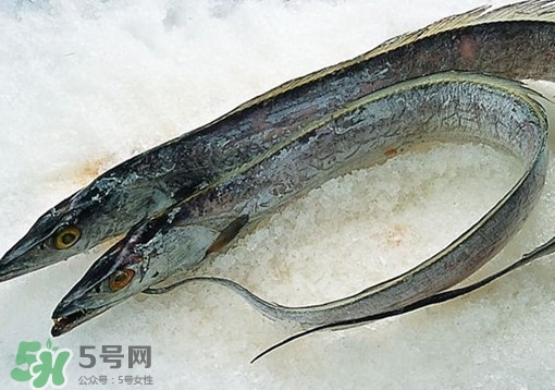 帶魚為什么都是死的？帶魚為什么出水就死？