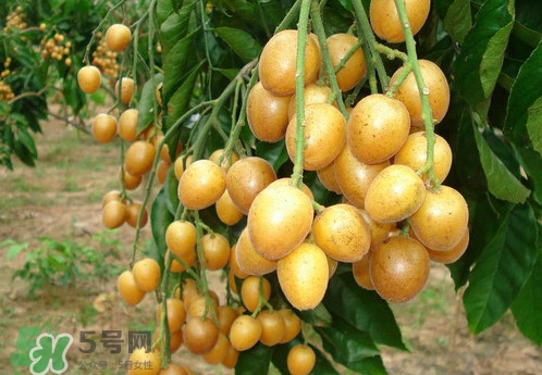 黃皮果什么品種最好吃？黃皮果吃多了會(huì)怎樣