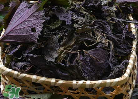 紫蘇是什么植物？紫蘇是發(fā)物嗎？