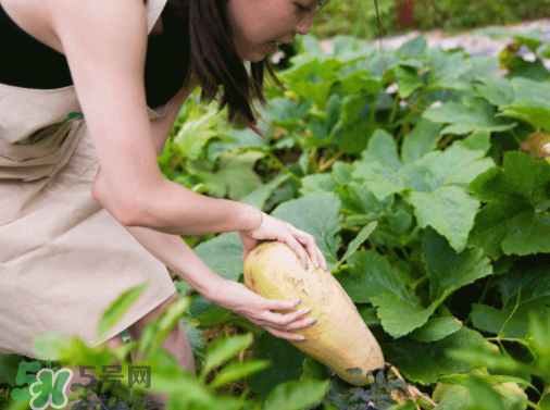 入伏種什么菜？入伏適合種哪些蔬菜？