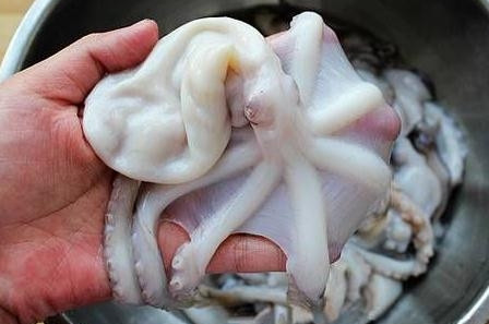 章魚是魚嗎？章魚有什么營養(yǎng)價值？