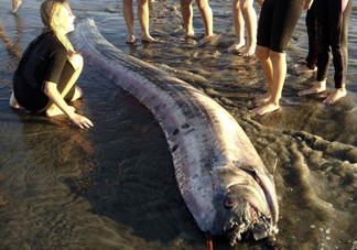 皇帶魚吃什么？皇帶魚吃人嗎？