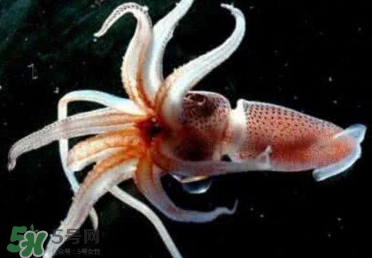 章魚是烏賊嗎？章魚與烏賊的區(qū)別