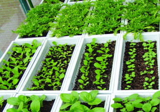入伏種什么菜？入伏適合種哪些蔬菜？