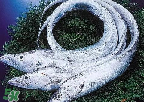 帶魚為什么都是死的？帶魚為什么出水就死？