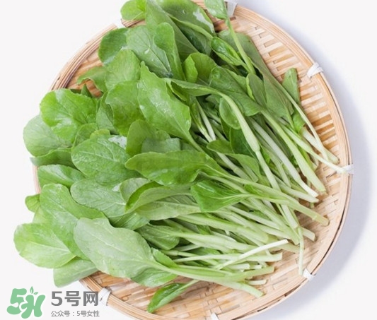 雞毛菜有什么營養(yǎng)價(jià)值？雞毛菜的功效與作用
