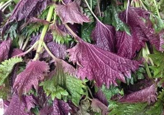 紫蘇是什么植物？紫蘇是發(fā)物嗎？