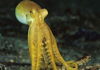 八帶魚怎么洗？八爪魚怎么處理干凈