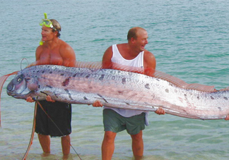 皇帶魚(yú)可以吃嗎？皇帶魚(yú)是帶魚(yú)的一種嗎
