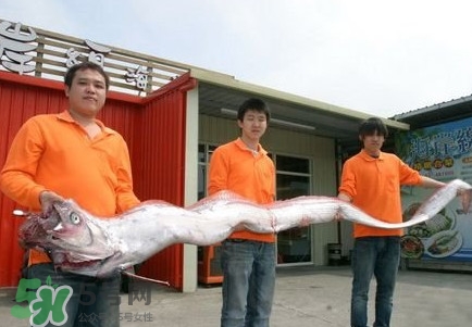 皇帶魚(yú)好吃嗎？皇帶魚(yú)和帶魚(yú)的區(qū)別