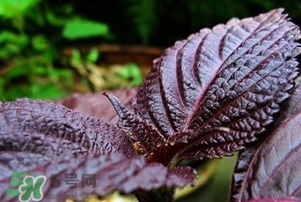 紫蘇是莧菜嗎？紫蘇和莧菜的區(qū)別