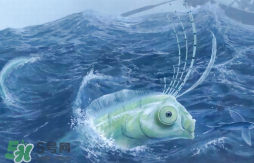 皇帶魚可以吃嗎？皇帶魚是帶魚的一種嗎