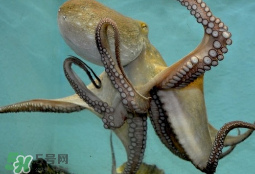 章魚是烏賊嗎？章魚與烏賊的區(qū)別