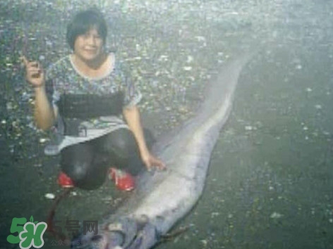 皇帶魚(yú)好吃嗎？皇帶魚(yú)和帶魚(yú)的區(qū)別