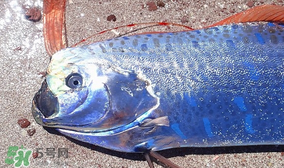 皇帶魚吃什么？皇帶魚吃人嗎？