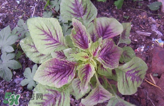 紫蘇是莧菜嗎？紫蘇和莧菜的區(qū)別