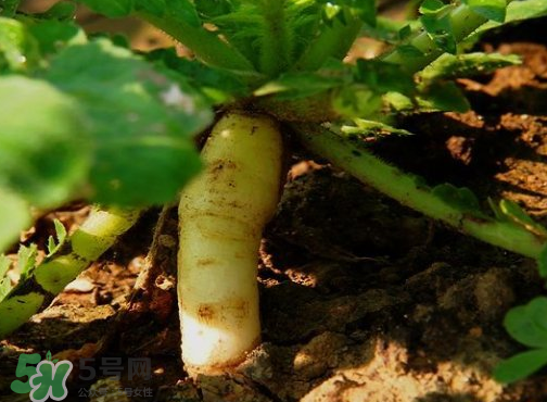 頭伏蘿卜二伏菜是什么意思？頭伏種什么菜？