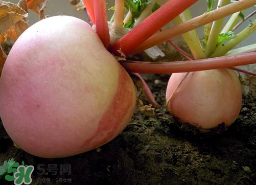 頭伏蘿卜二伏菜是什么意思？頭伏種什么菜？