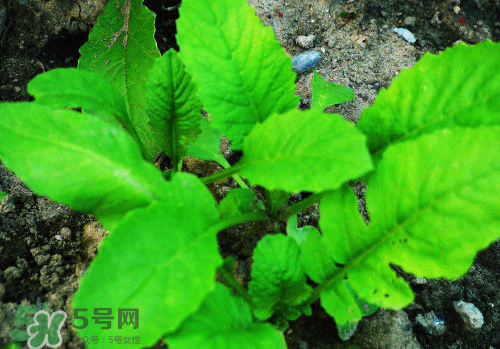 頭伏蘿卜二伏菜是什么意思？頭伏種什么菜？