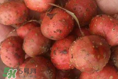 野地瓜是什么？野地瓜好吃嗎