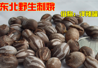 洋辣子多少錢(qián)一斤？洋辣子罐是什么
