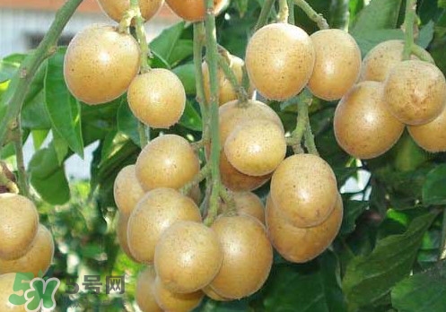 黃皮果可以放冰箱嗎？黃皮果可以放多久