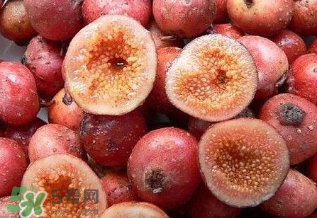 野地瓜是什么？野地瓜好吃嗎
