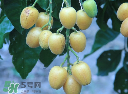 黃皮果什么人不能吃？黃皮果不能和什么一起吃