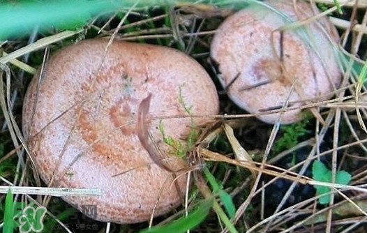 樅樹菌幾月才有？樅樹菌什么時候才有