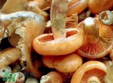 樅樹(shù)菌有毒嗎？樅樹(shù)菌怎么做好吃？