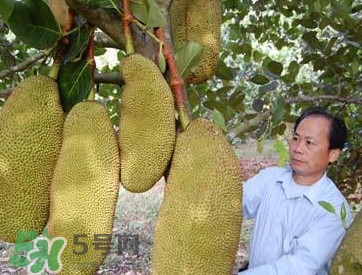 木菠蘿怎樣才算熟？木菠蘿怎么切？