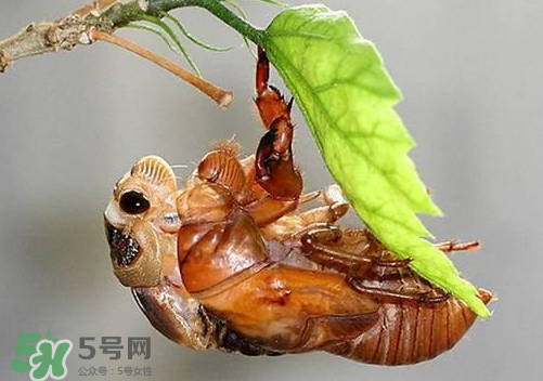 知了猴可以人工養(yǎng)殖嗎？知了猴怎么養(yǎng)殖？