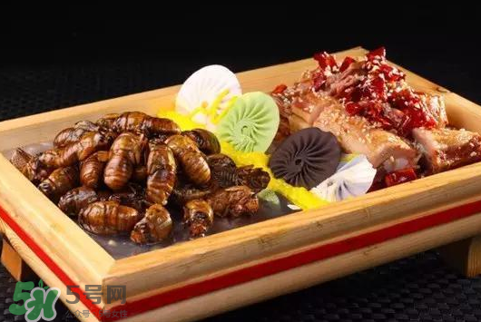 活金蟬怎么保存？活金蟬怎么保存時(shí)間長？