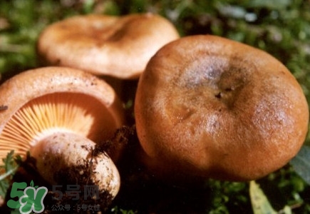 重陽菌怎么做好吃？吃重陽菌有什么好處