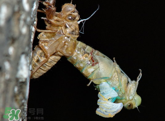金蟬什么時候出來？金蟬什么時候出土？